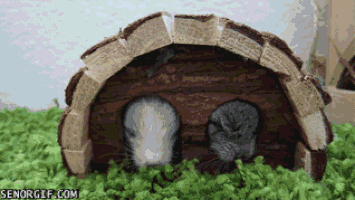 log shelter GIF