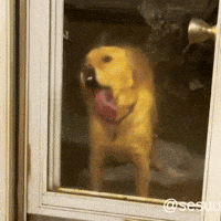 Dog Tongue GIF