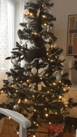 Cat to Spend Holidays in Family Christmas Tree