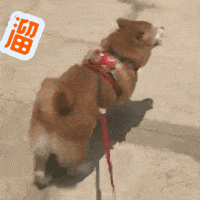 Shiba Run Away GIF