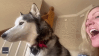 Adorable Husky Mimics Owner Saying 'I Love You'