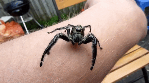 video spiders GIF