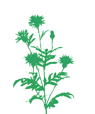 Flower Oerrr Sticker by Natuurmonumenten