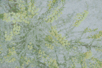 spring plants GIF by Blanca Viñas