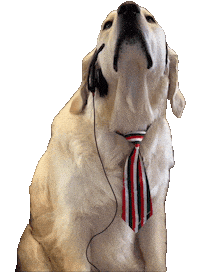 Dog Working Sticker by Rigatoni