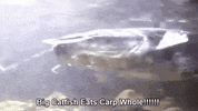 GIF by Giffffr