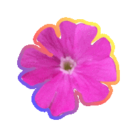 Pink Flower Sticker by Essentially Pop
