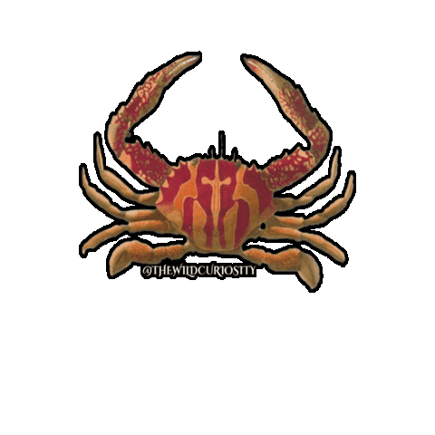 Summer Jumping Sticker by The Wild Curiosity