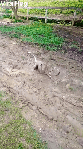 Viola the Dog Playing in the Mud Looks Like a Pig