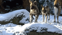 African Painted Dog Pups Enjoy First Snow Day at Oregon Zoo