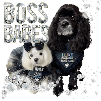 Cocker Spaniel Diamonds Sticker by Pimp Yo Pets