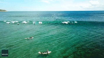 Dolphin Pod Catches a Wave With Surfers off Australian Coast