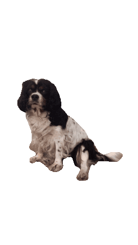 Cavalier King Charles Dog Sticker by Bureau Sans Sel