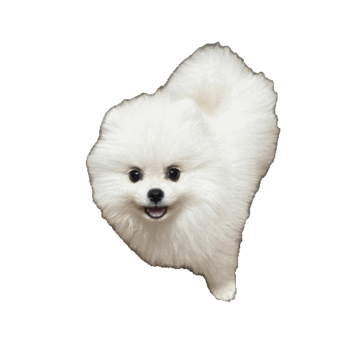 Good Boy Louislee Sticker