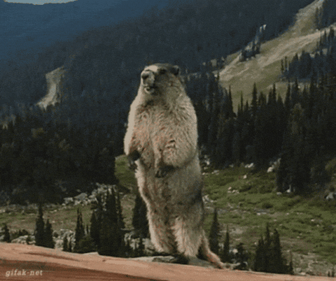 antoinelabb giphygifmaker GIF