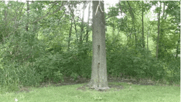 Happy Peek A Boo GIF