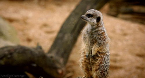 interested meerkat GIF by Head Like an Orange