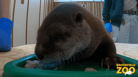 Animal Crossing Baby GIF by Brookfield Zoo