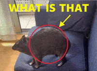 Mammal What Is That GIF