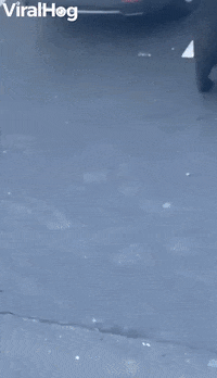 Unsuspecting Man Digging Through Car Surprised By Bear GIF by ViralHog