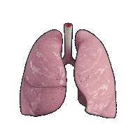 3d4medicalfromelsevier heart 3d skull skeleton Sticker