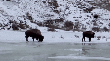 Bison Slips on Ice at Yellowstone National Park