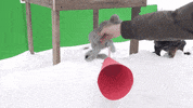 Crusoegifs  GIF