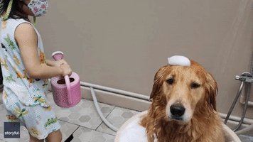 Golden Retriever Patiently Allows Young Owner to Scrub Her Clean