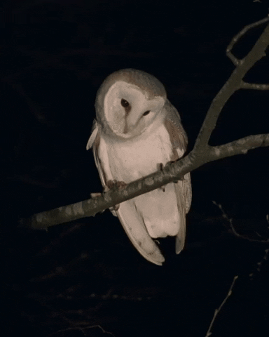 White Owl Owl GIF by NEON