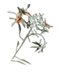 Artist Flowers Sticker by [PIAS]