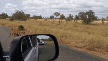 Chatty Lion Roars as He Passes Safari Trucks