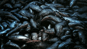 sea fish GIF by Siren
