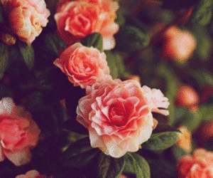 flowers love GIF