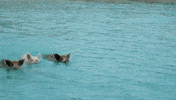 beach swimming GIF