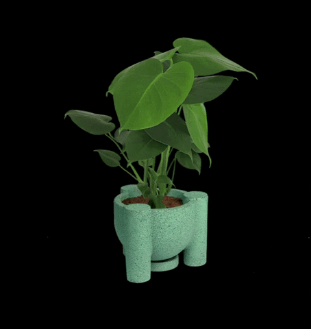 MuyBonito giphyupload plants plantas monstera GIF