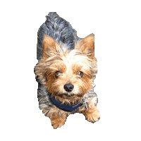 yorkie STICKER by imoji