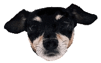 dog yes Sticker by Marina Hoermanseder