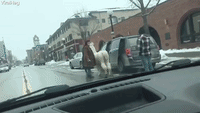 Llama Hops into Van