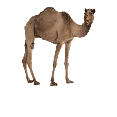 Wednesday Hump Day Sticker by GEICO
