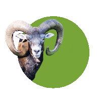 Wisent Sticker by Wisentgehege Springe