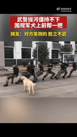 cuteanimalland giphyupload GIF