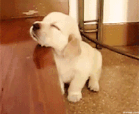 awake GIF