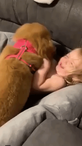 Playful Pup Snuggles Up to Toddler