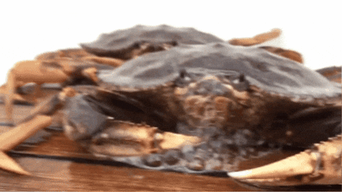 Qsccsq246 giphygifmaker blowing bubbles crab bubbling crab khalid GIF