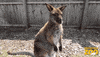 Comedy Joey GIF by Brookfield Zoo