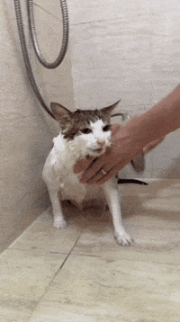 Bao Bao GIF
