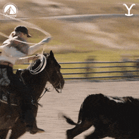 Come Here Where Are You Going GIF by Yellowstone