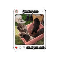 Dog Sticker by Festival De Patitas