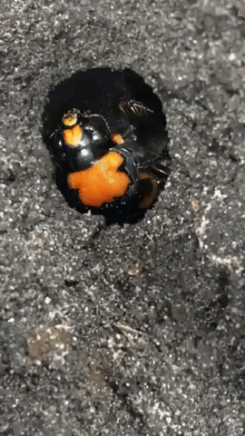 Cincinnati Zoo Introduces New American Burying Beetle
