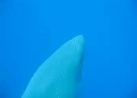 Encountering One of the World's Largest Great White Sharks